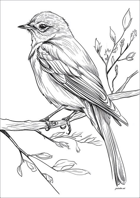 Realistic Drawing Of A Bird On A Branch Bird Coloring Pages For Adults