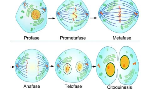 Mitosis Explicaci N F Cil Y Ejemplos Mi Apunte Escolar