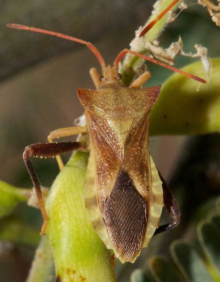 Leaf Footed Bug Mozena Bugguide