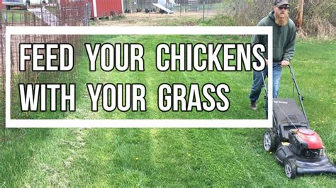 Using Grass Clippings To Feed Chickens Youtube