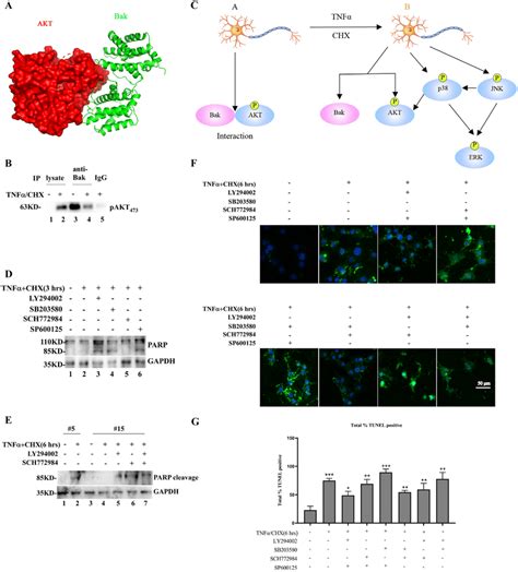 A Proteinprotein Docking Analysis Shows The Probable Interaction Of