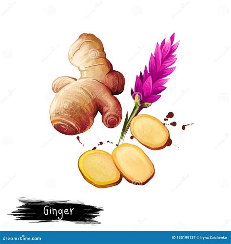 Digital Art Illustration Of Ginger Or Zingiber Officinale Isolated On