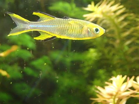 Celebes Rainbowfish Facts Diet Habitat And Pictures On Animaliabio