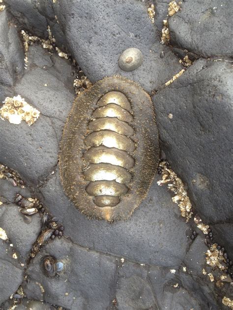 Chiton Small To Large Marinemolluscs In The Classpolyplacophora