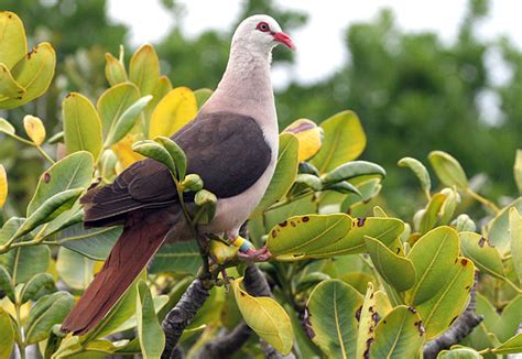 Mauritius Wildlife