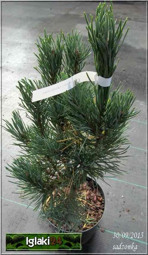 Pinus Sylvestris Fastigiata Sosna Pospolita Fastigiata Szczep FOTO