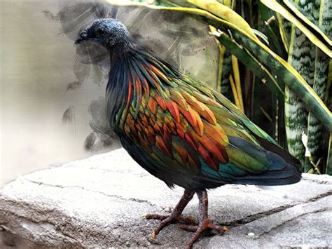 Nicobar Pigeon Hd Wallpaper 75399 Baltana