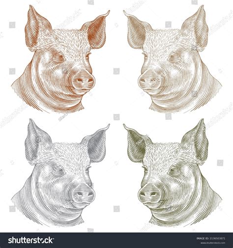 Hand Drawn Pig Head Vector Illustration Stock Vector Royalty Free