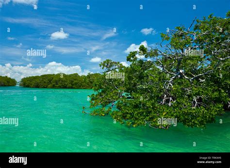 Colonia De Aves Marinas En El Manglar Reserva De La Biosfera De Sian