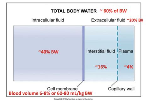 Body Fluid Compartments And Transport Across Cell Membranes Flashcards