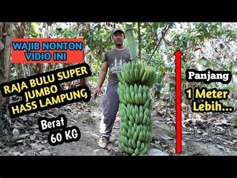 PANEN RAJA BULU SUPER JUMBO HASS LAMPUNG YouTube