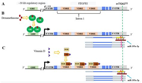 Ijms Free Full Text Snps In Utr Mirna Target Sequences Associated