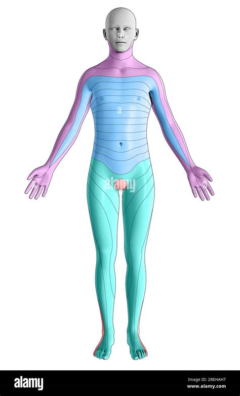 Diagrama De Dermatomas Fotografías E Imágenes De Alta Resolución Alamy