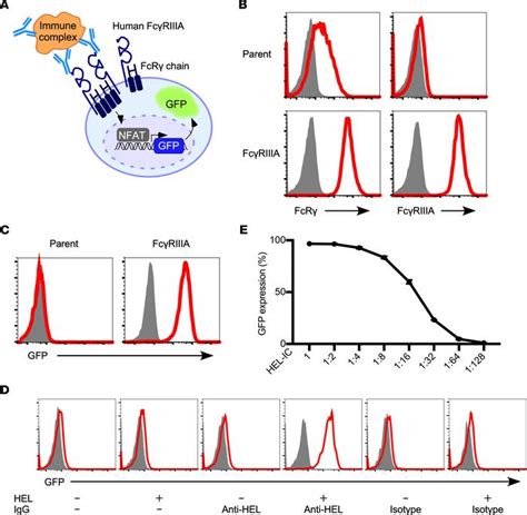 Jci Insight Positive And Negative Regulation Of The Fc Receptor