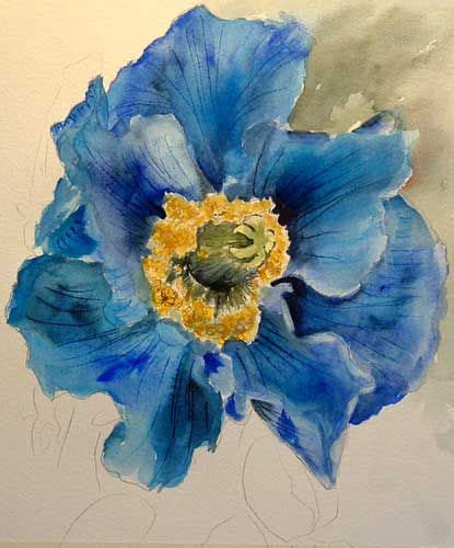 Wip Himalayan Blue Poppy Wetcanvas Online Living For Artists Poppy