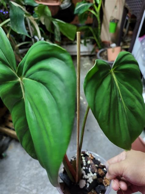 Philodendron Dean Mcdowell Furniture Home Living Gardening Plants