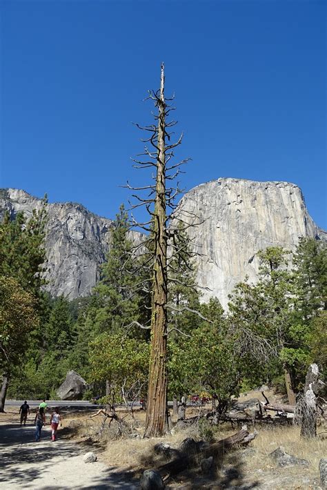 Yosemite Nationalpark El Capitan Kostenloses Foto Auf Pixabay Pixabay