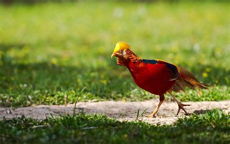 Golden Pheasant Bird Colorful Gold 22 Wallpapers Hd Desktop And