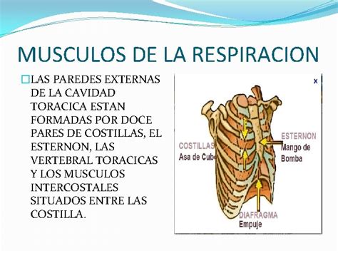 Fisiologia Respiratoria Etapas Mecanicas De La Respiracion Ventilacion