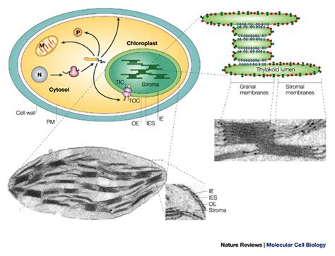 Photosynthesis Chloroplast Learn Science At Scitable