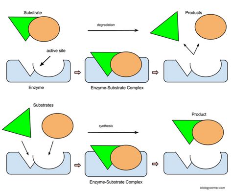 Enzymes