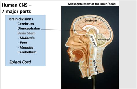 Neuroanatomy 2 Flashcards Quizlet