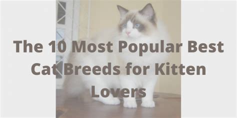 The 10 Best Cat Breeds In The Us