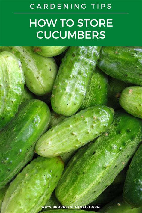 How To Store Cucumbers To Last For Weeks How To Store Cucumbers