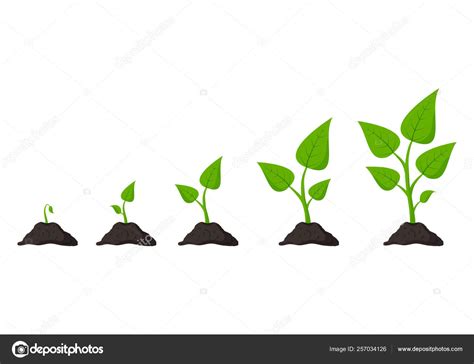 Gardening Phases Plant Growing Planting Seeds Sprout In Ground