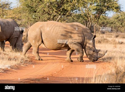 White Rhino In Southern African Savanna Stock Photo Alamy