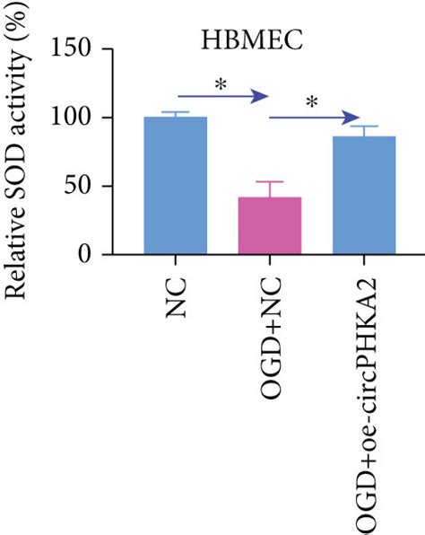 Circphka2 Inhibited Apoptosis Er Stress And Oxidative Stress Of Hbmec