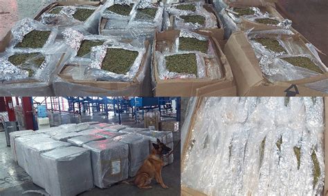 Guardia Nacional Descubre Casi Mil Kilos De Marihuana En Paquetería De