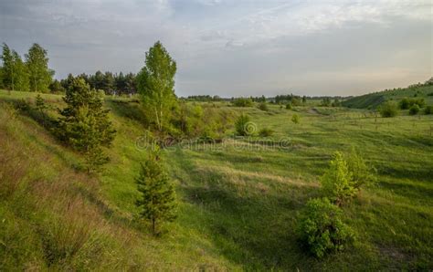 Beautiful Landscape At Sunset In A Ravine Pine Birch Grass Stock