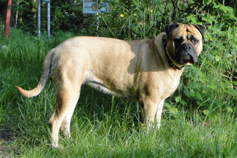 Bullmastiff Colors: A Handy Guide To 5+ Colors & Markings