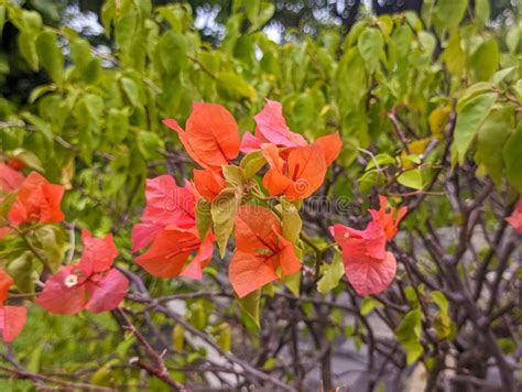 Un Cierre De La Flor Bougainvillea Glabra Imagen De Archivo Imagen De