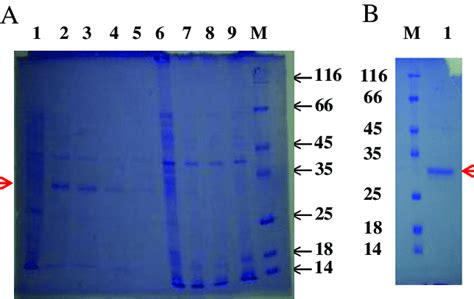 Sds Page Of Expressed And Purified Nk By Probond Resin A Lane