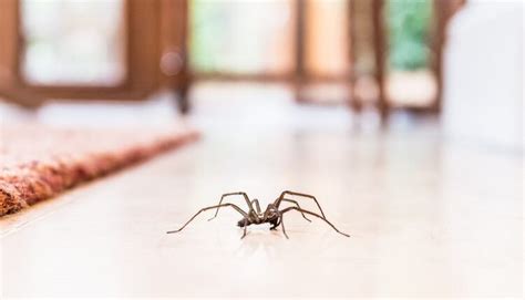 Spider Pest Control How To Get Rid Of Spiders