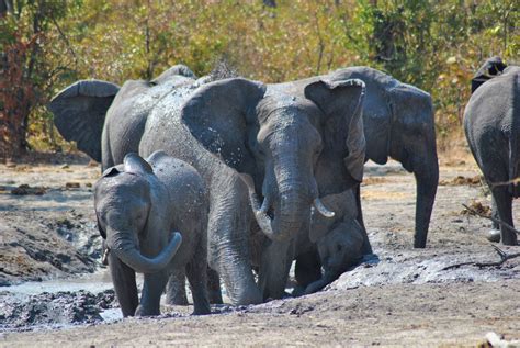 Tanzania Safari Breve Nei Parchi Del Nord E Zanzibar Viaggia Con