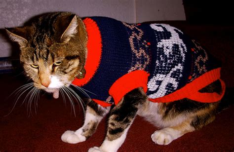 20 Cats Wearing Adorable Sweaters