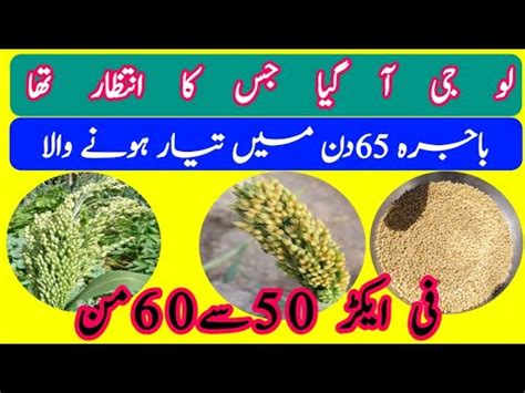 Proso Millet Farming High Yield Crop Information In Pakistan And Taj