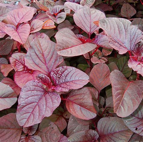 Red Spinach Amaranth Amaranthus dubius Seeds 400 Number | Etsy