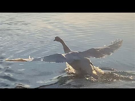 Mute Swan Cob Chase Goose All The Way Out His Territory Youtube