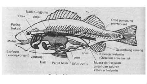 Gambar Ringkasan Materi Biologi Vertebrata Pisces Pintar Gambar Anatomi