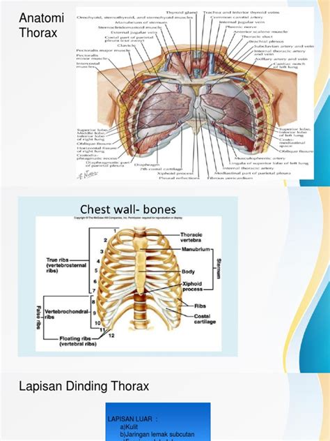 Anatomi Thorax Pdf