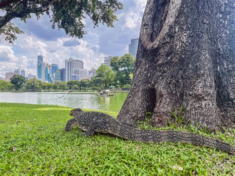 Lumphini Park Bangkok Monitor Lizards And Nature In The Middle Of The City