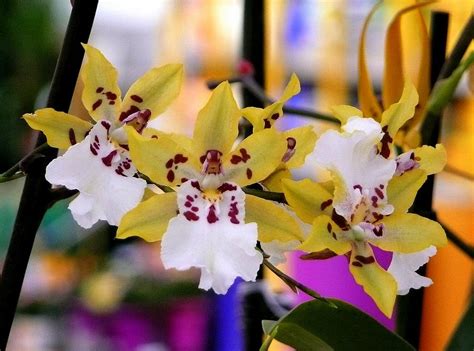 Colorful Orchids Photograph by Lori Seaman - Fine Art America