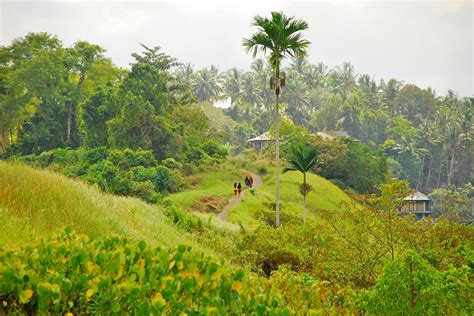 Campuhan Ridge Walk In Bali Scenic Mountain Valley And Hiking Trail