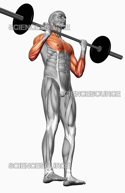 Photograph | Biceps curl (Part 1 of 2) | Science Source Images