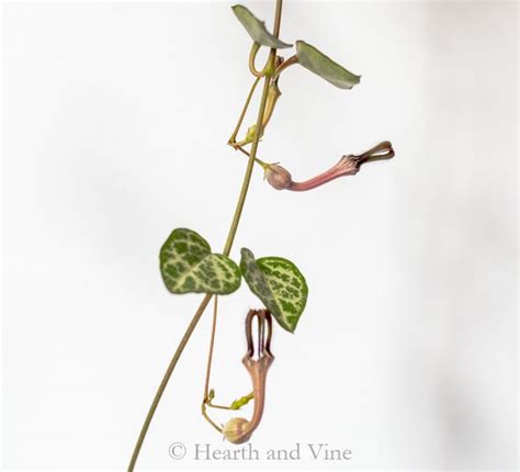 String of Hearts Plant - Another Fun and Easy Houseplant | Hearth and Vine