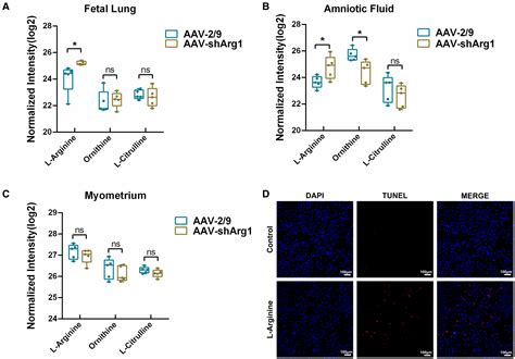 Arginase 1 And L‐arginine Coordinate Fetal Lung Development And The